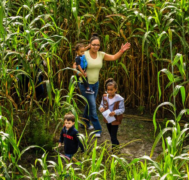 Gallberry Farm Maze