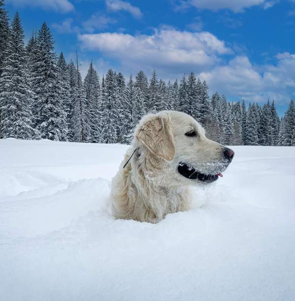 Pet-Friendly Winter Walks in Grand Junction