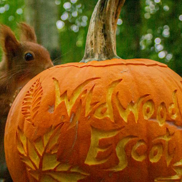 Prepare to fall under the spell of the Wildwood Witches this halloween
