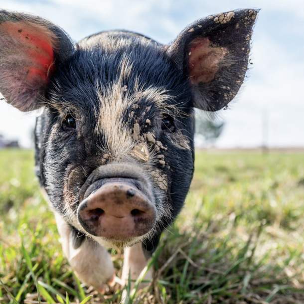 Stay on a farm in Devon
