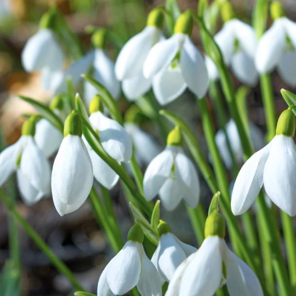 Where to find Devon’s snowdrops this February