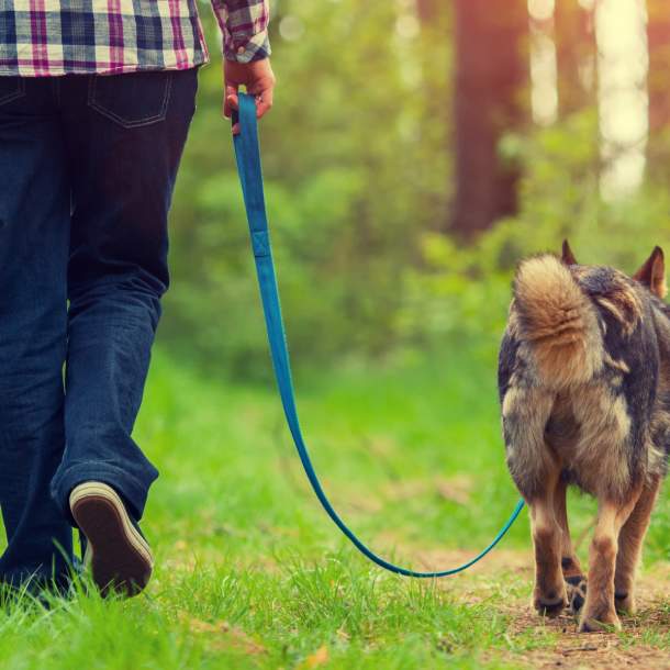 Dog Friendly