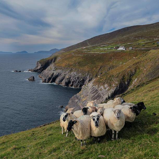 Kerry_Areas_Dingle_Coomenoule_sheep_1_