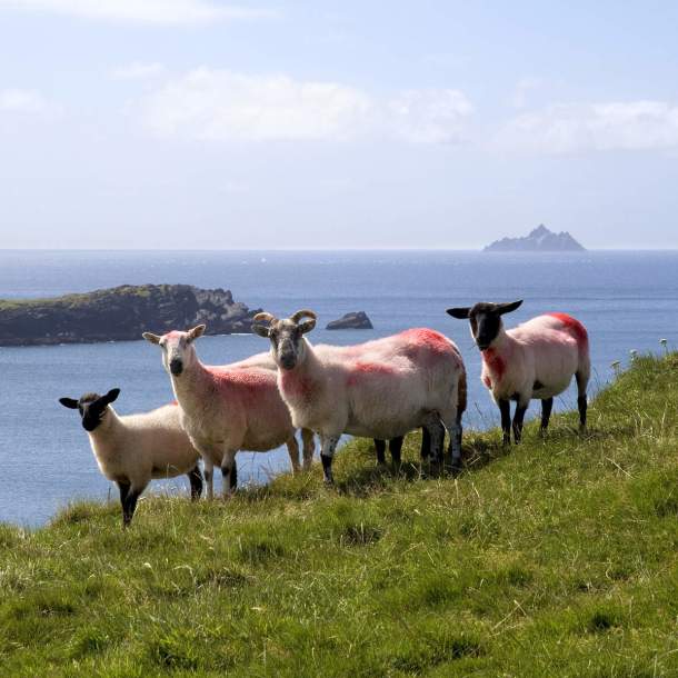 Sheep_with_Skelligs_in_the_background_Web_Size