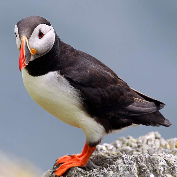 VISIT Puffin Failte Ireland Content Pool Skellig Michael_76_master resized