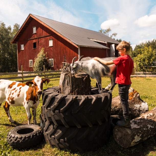 Barn som klappe ren geit på en gård med ku og kylling