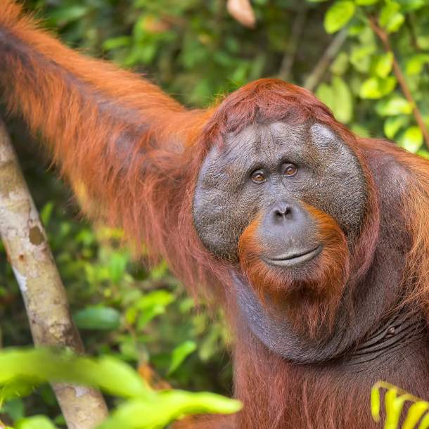 orangutang