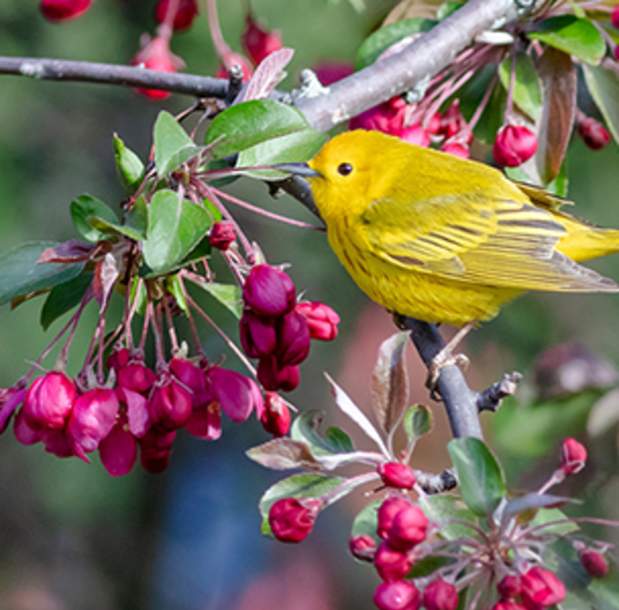 Birds & Blooms - Sapsucker Woods Walks