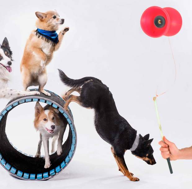 Mutts Gone Nuts Featuring HILBY!