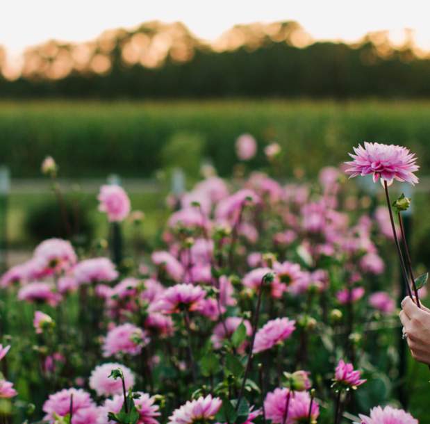 Summer Flower Workshop