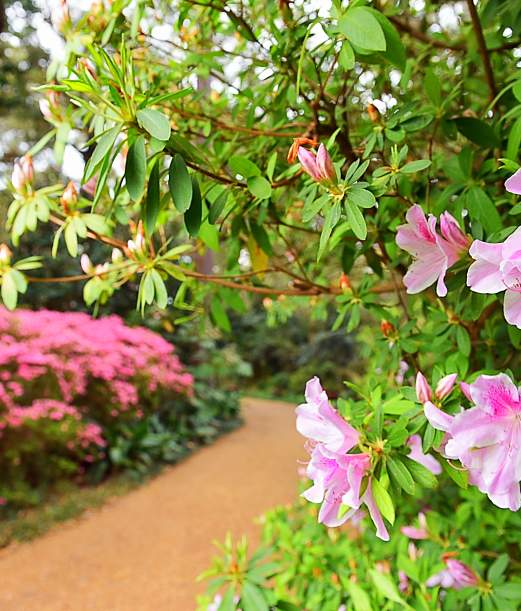 Season of Awakening: Ways to Get Involved this Spring on the Outer Banks