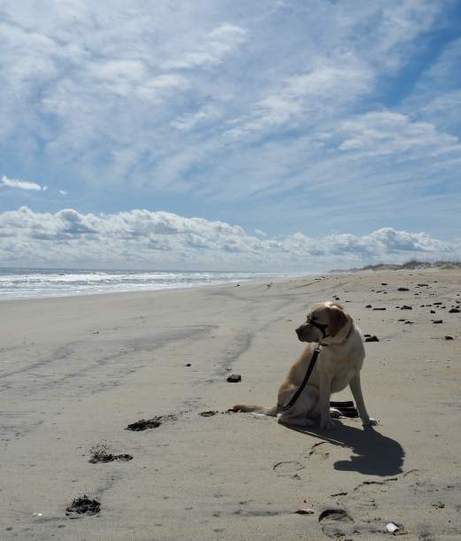Road Tripping with Your Dog to the Outer Banks