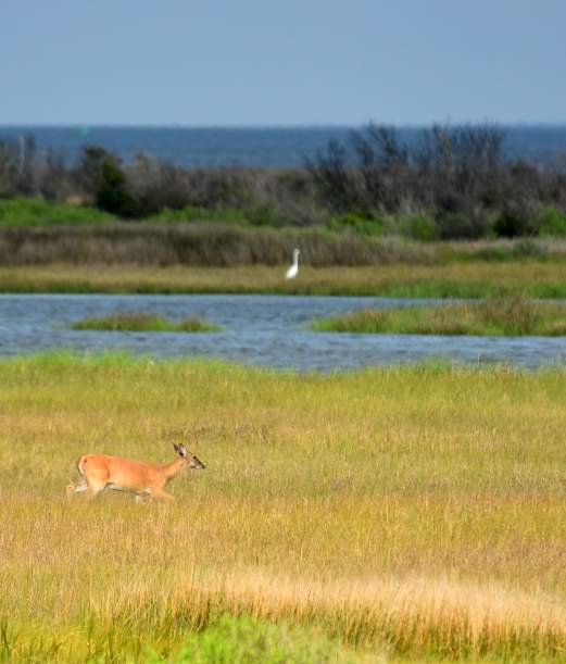 A City Dweller’s First Time Bird Watching on the Outer Banks