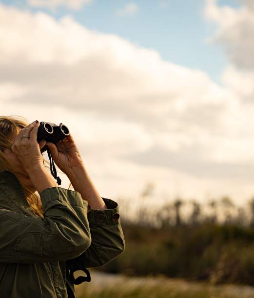 Tips for Bird Watching on the Outer Banks