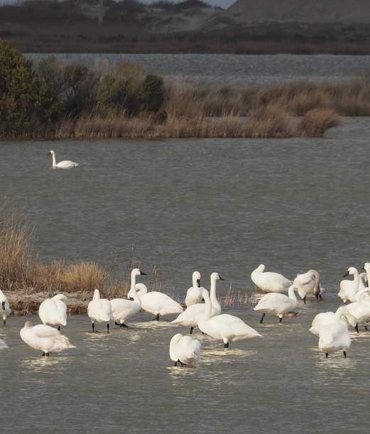 Fascinating OBX Year-Round Birding