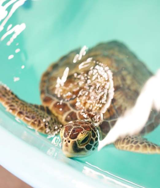 How You Can Help Protect OBX's Ocean