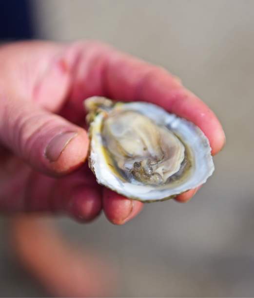 A Look Into the Outer Banks Oyster Trail