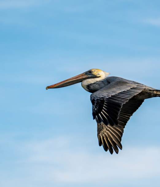 Birds of a Feather Meet on the Outer Banks
