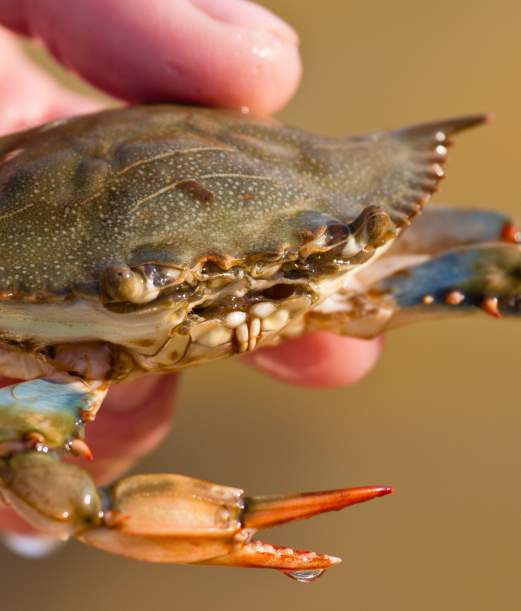 Catch, Clean and Cook the Freshest Seafood on the Outer Banks