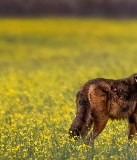 Red Wolves on The Outer Banks