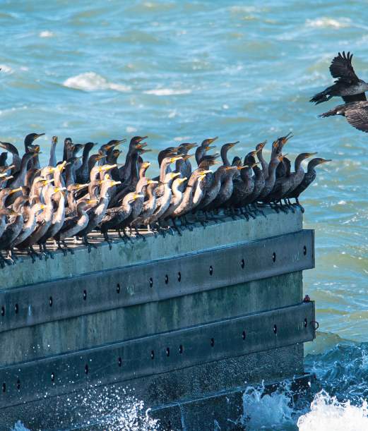 Tick Your Winter Birding List