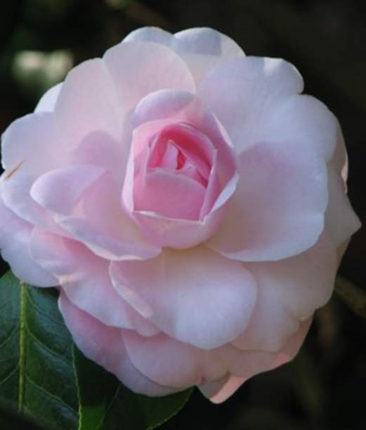 Camellia Tours - Guided