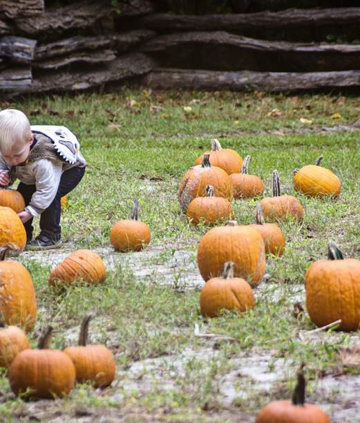 Island Farm Pumpkin Patch Saturdays