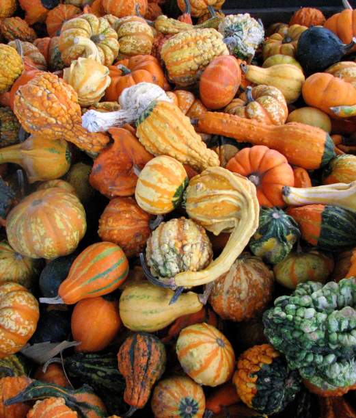 Succulent Pumpkin Centerpiece Workshop