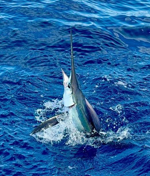 5th Annual Billfish Tournament
