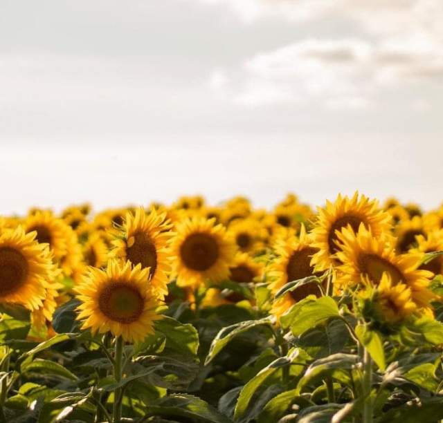 Top 3 area sunflower fields