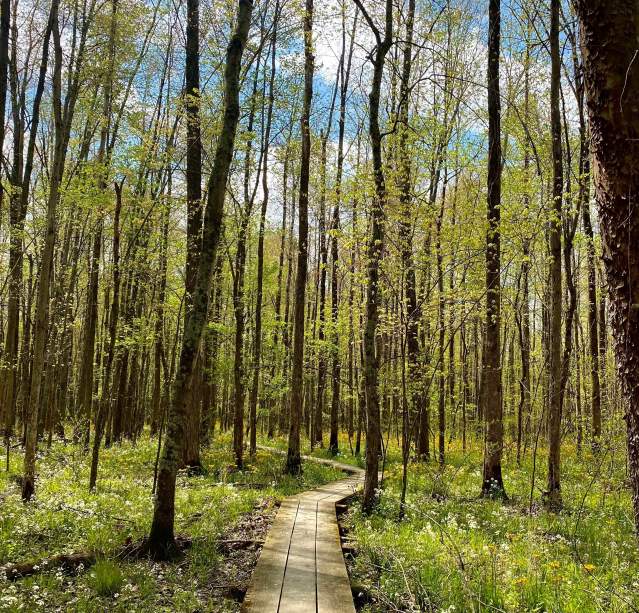 Spring at Beanblossom Bottoms Nature Preserve