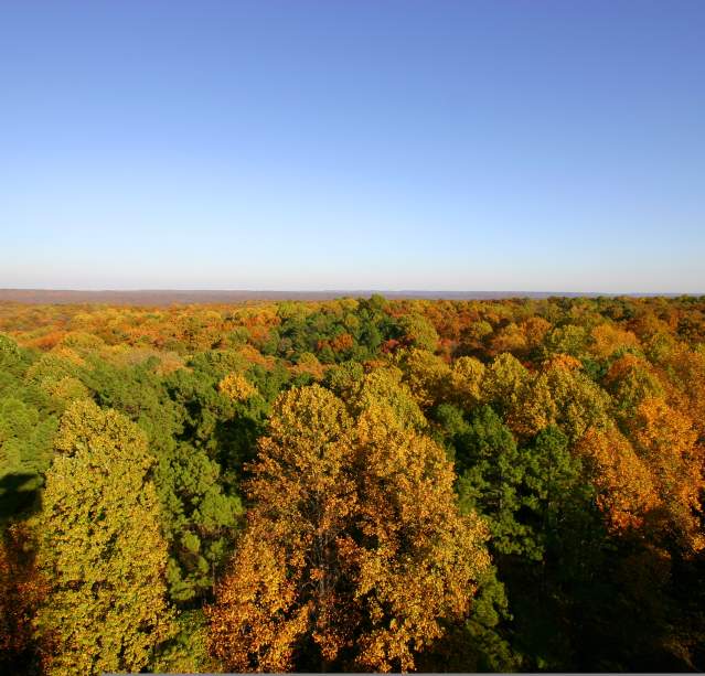 View of the Charles C. Deam Wilderness from the Hickory Ridge Fire Tower