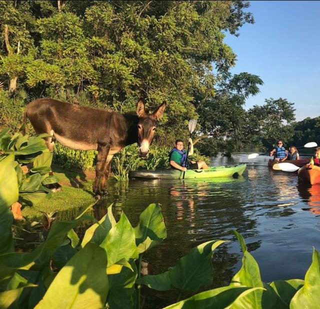 Stallings Island Guided Paddle With Savannah Rapids Kayak