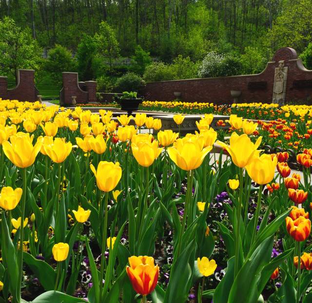 Tulips at Lauritzen