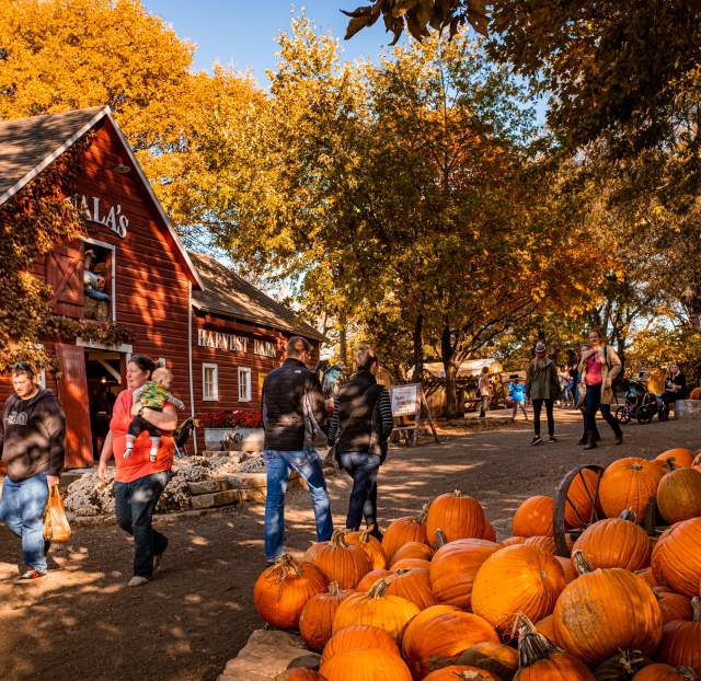pumpkins at Vala's Pumpkin Patch