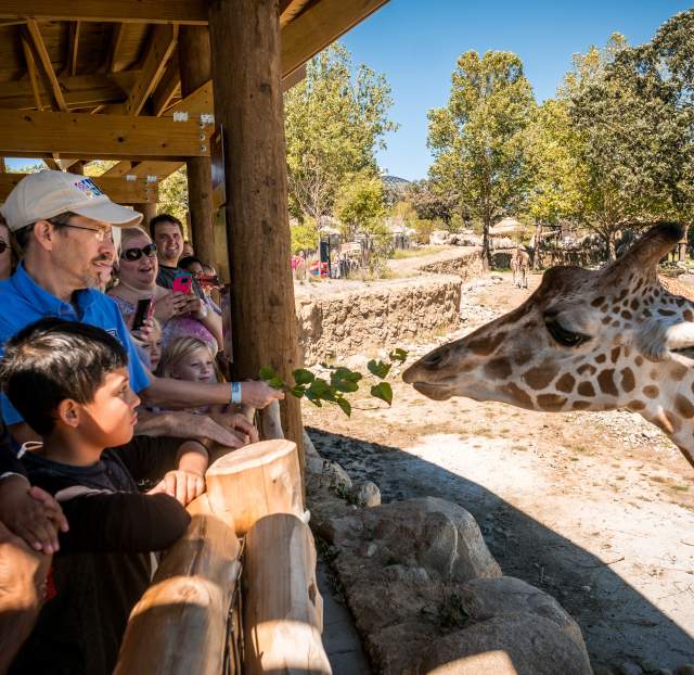 Visitors feeding a giraffe at Omaha’s Henry Doorly Zoo & Aquarium.