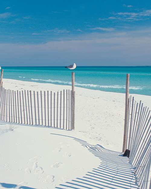 Gulls on Beach Fence