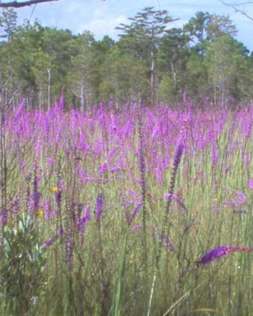 Apalachicola National Forest