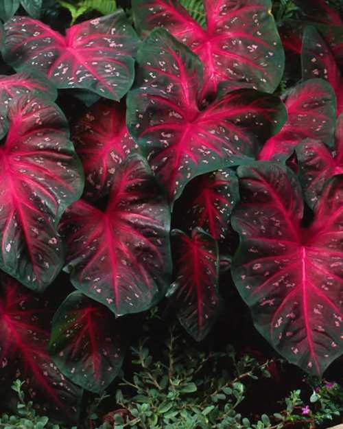 More than 40 varieties of caladiums are grown on farms in Lake Placid.