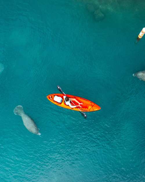 Crystal River - Three Sisters Springs - Manatees and Kayaks overhead