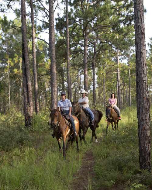 Inverness Florida - Things to Do & Attractions in Inverness FL