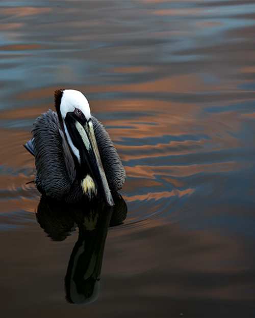 A brown pelican sits in the brightly colored water of the Indian River Lagoon under the orange and blue skies at dusk near the Indian River Lagoon National Scenic Byway.