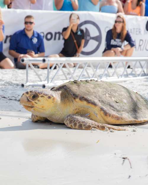 On Thursday, September 12, 2019, at 10:30 a.m., Clearwater Marine Aquarium (CMA) released an endangered loggerhead sea turtle on Clearwater Beach. The 107-pound sub-adult female, “Nitro," was found floating by a boater near Hurricane Pass in Pinellas County. Nitro arrived at CMA on August 13, 2019. Upon intake, Nitro appeared lethargic and slightly thin. She had thick algae coverage and several barnacles on her carapace (shell). It appears Nitro had some gastrointestinal issues, resolved with a treatment protocol that included fluids, a special diet, exercise and vitamins. After a short period in rehab at CMA, Nitro was cleared for release back into the wild by Florida Fish and Wildlife Conservation Commission (FWC) and the veterinary staff at CMA.