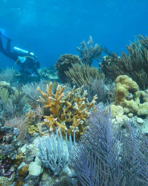 Perfection Reef