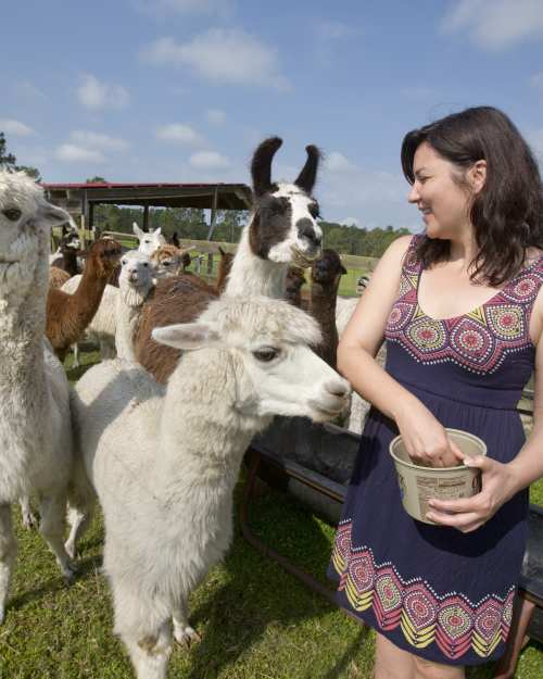 Feeding alpacas and learning how to knit on a loom are part of the fun at Chantilly Ridge, a working alpaca farm in Port Orange.