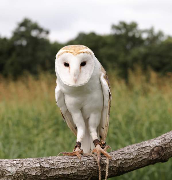Football, Fans, and Feathers | Owl-o-Ween Special
