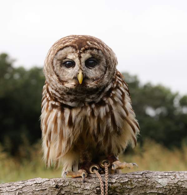 Football, Fans, and Feathers: Owl-O-Ween