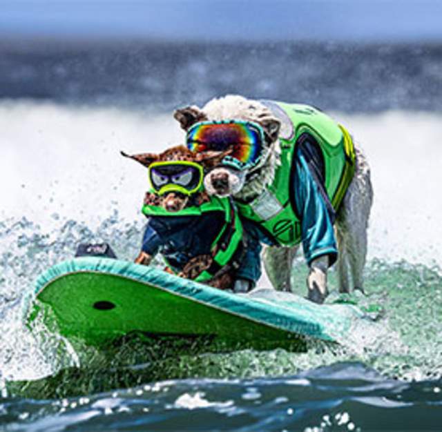 Two dogs wearing life vests and goggles on a surfboard as part of a dog surfing championship.