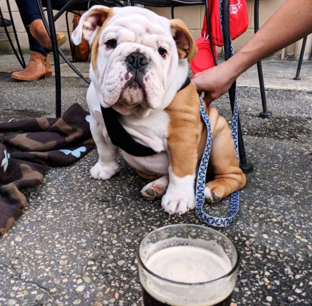 an adorable bulldog puppy relaxing on a restaurant patio in Fayetteville, NC with its owner