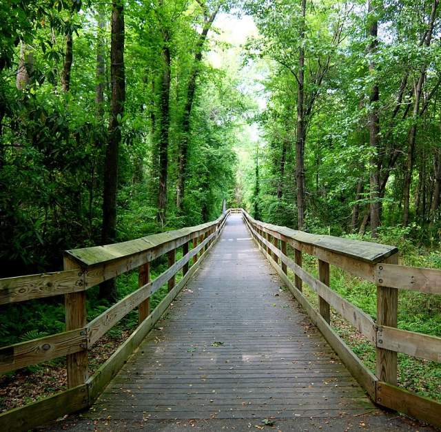 Cape Fear River Trail Brittany Persona